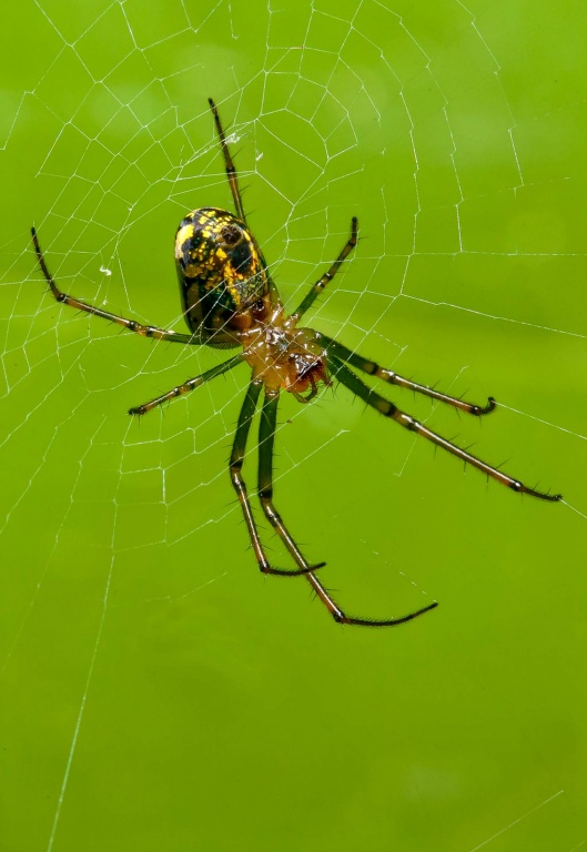 Orchard Spider